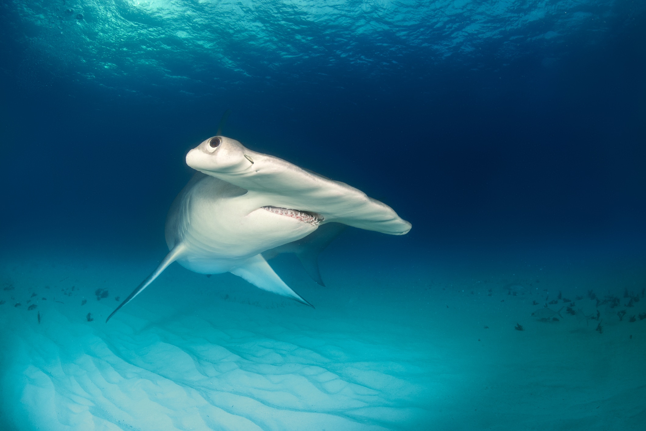 Hammerhead shark on the ocean floor