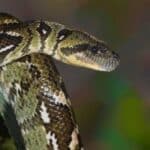 Madagascar Tree Boa