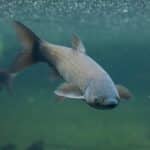 Grass Carp