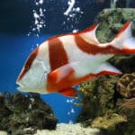 Emperor Snapper