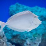 Unicorn Tang