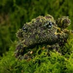 Chapa Bug Eyed Frog
