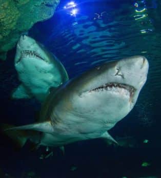2 sand tiger sharks