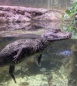 Caiman