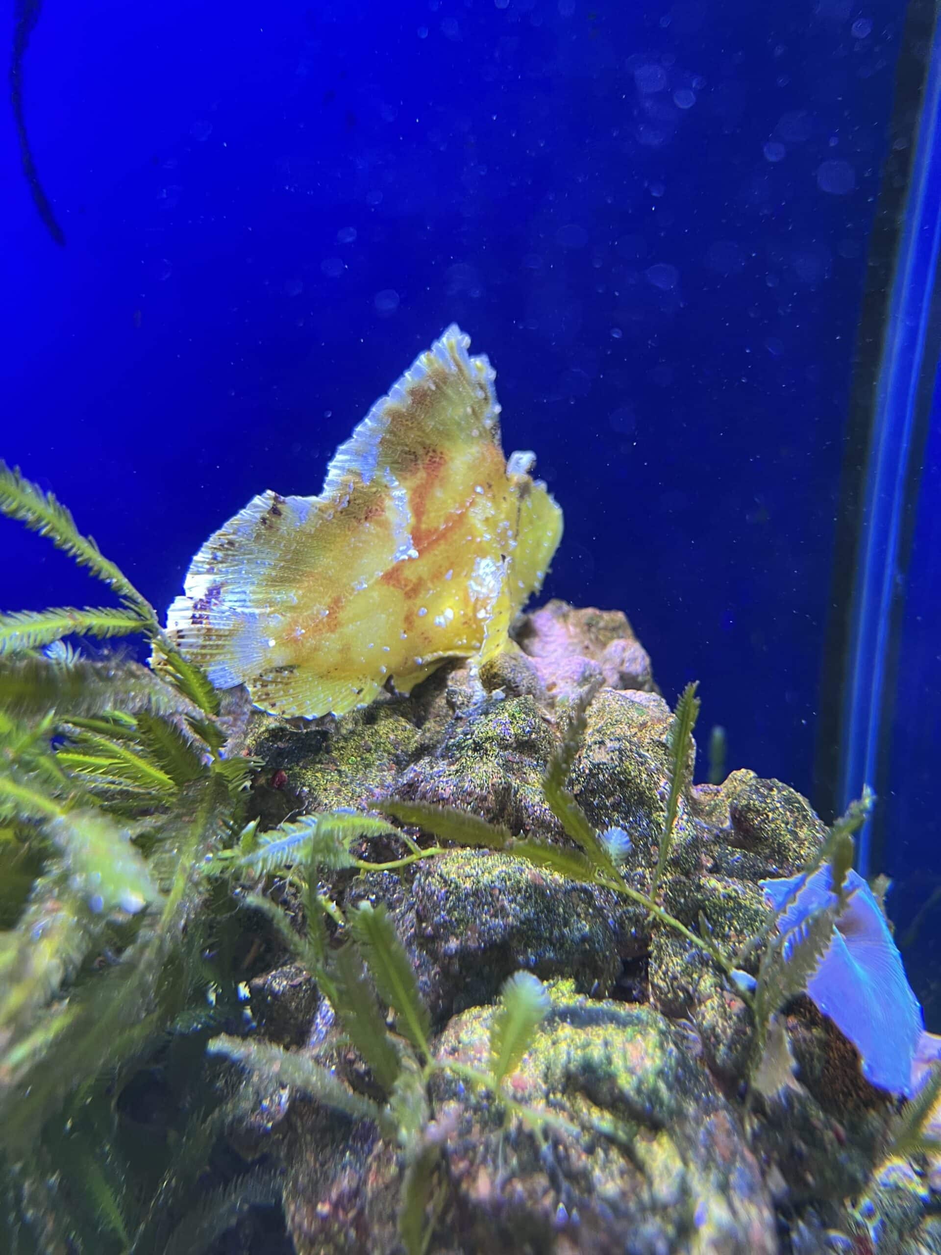 Leaf Scorpion Fish 2