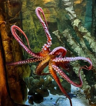 Octopus
