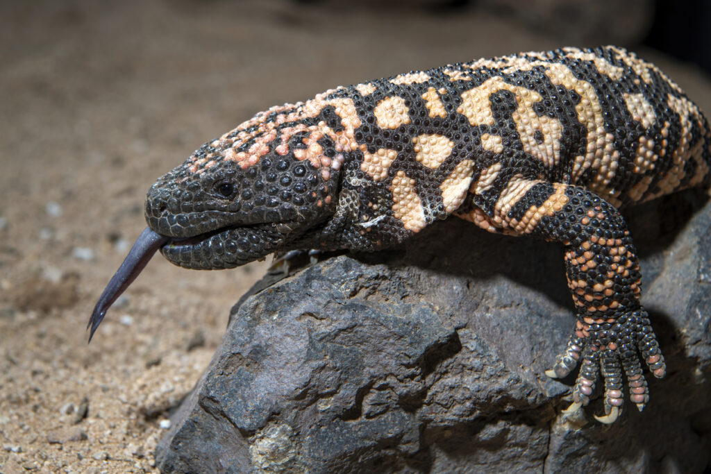 
A Gila monster (Heloderma suspectum) sitting on a rock south of Tucson, AZ.  This is one of two poisonous lizards in the United States.  It ranges in parts of California, Arizona, Nevada, Utah, New Mexico, and northwest Mexico.