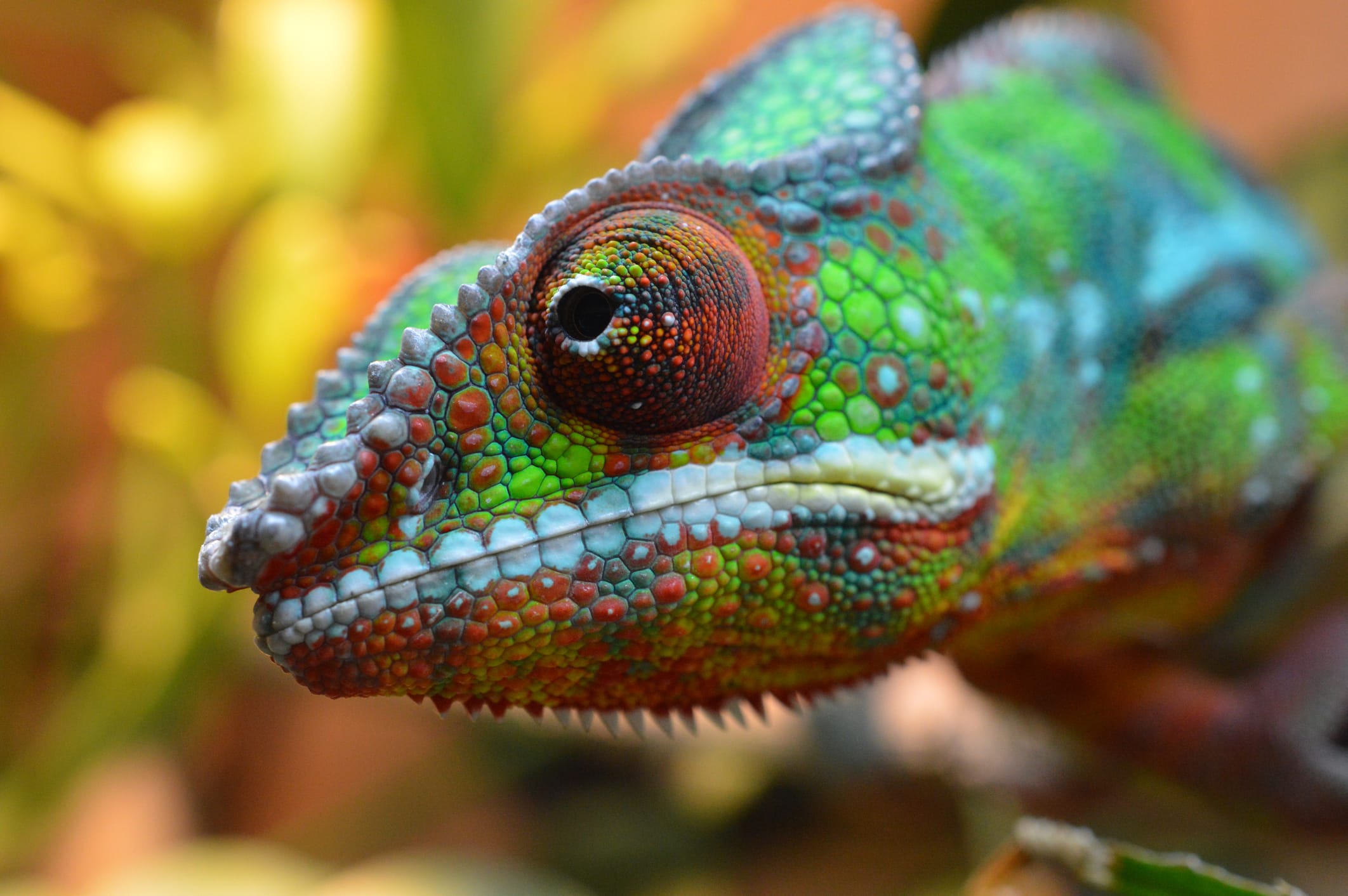 Close-Up Of Lizard
