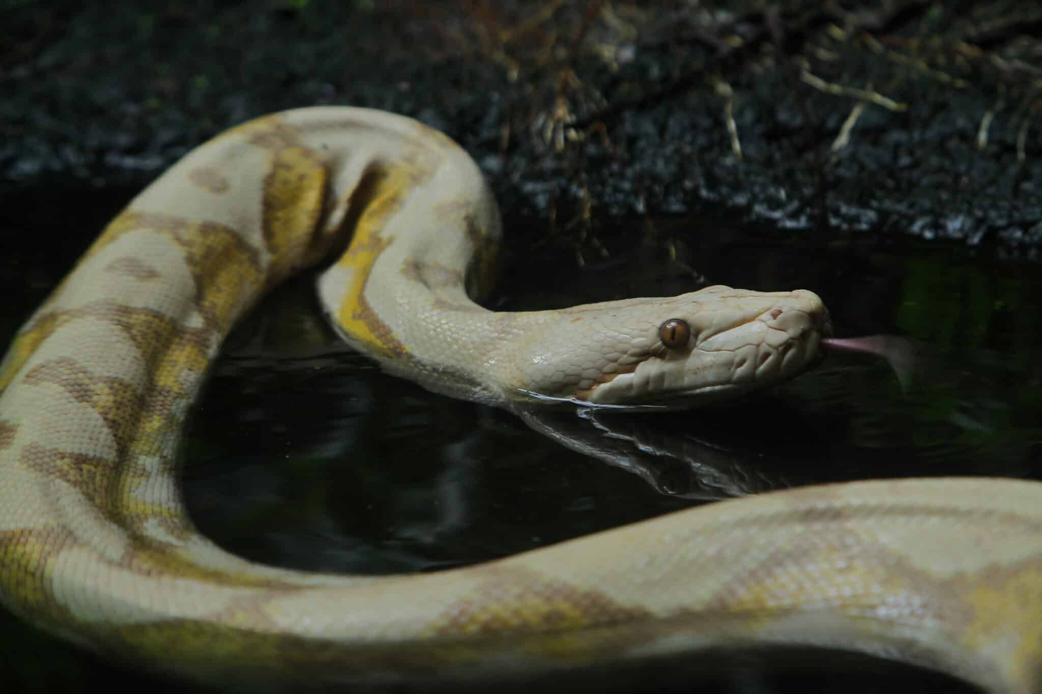 Everything You Need to Know about Snakes - Blue Planet Aquarium