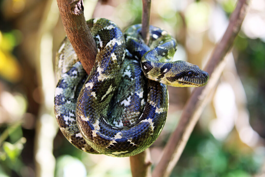 A Tree Boa (Sanzinia madagascariensis) curled up in a ball on a small tree in Mantadia National Park in Madagascar.