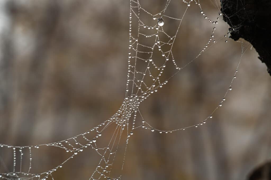 Why Do Spiders Make Webs?