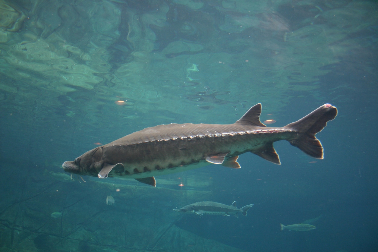 Learn All About Sturgeon Fish