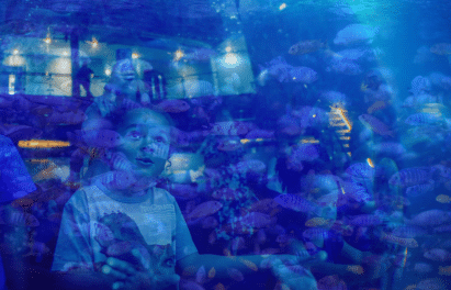 Untitled (411 x 264 px)