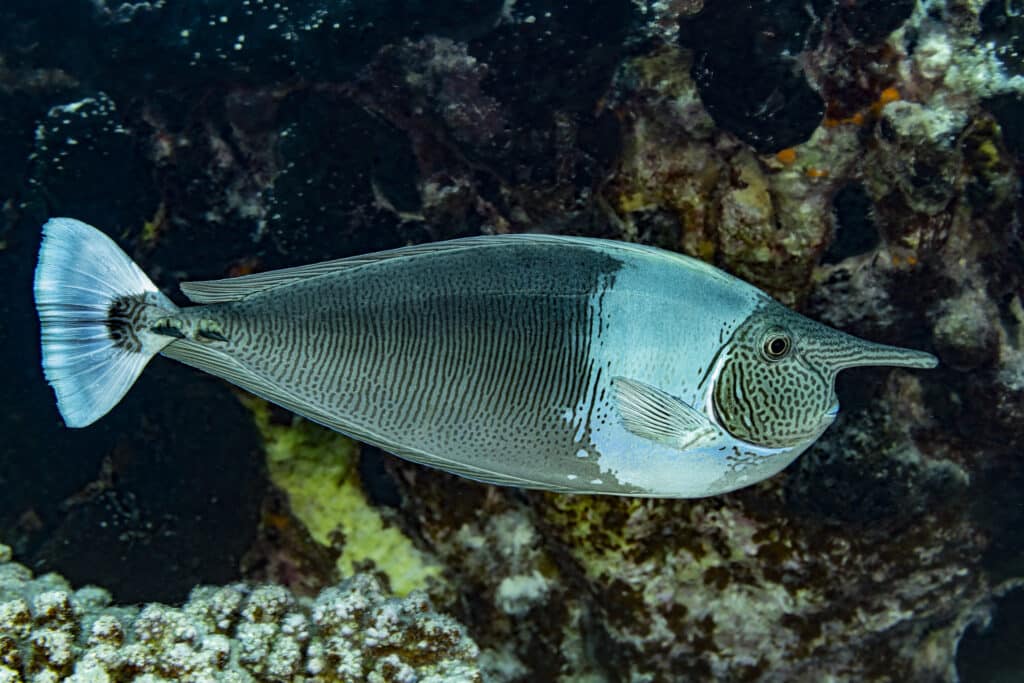 Are Unicorn Fish Real? 9 Impressive Facts