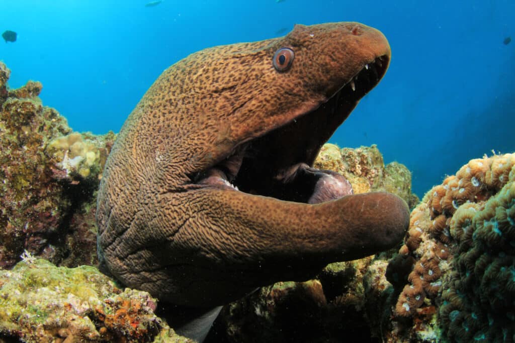 Giant Moray Eel