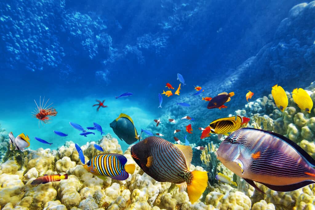 Spelling Quiz for Kids: Ocean and Animal Edition