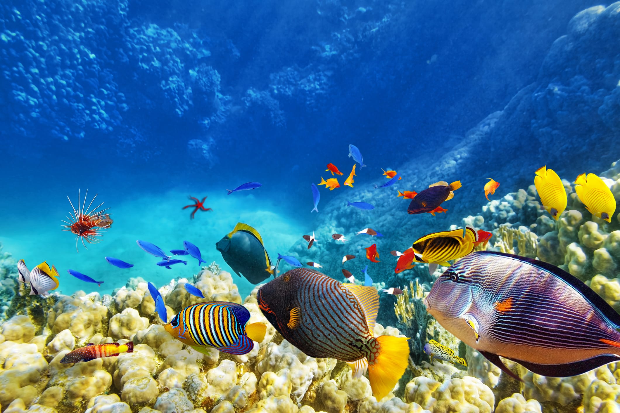 fish underwater