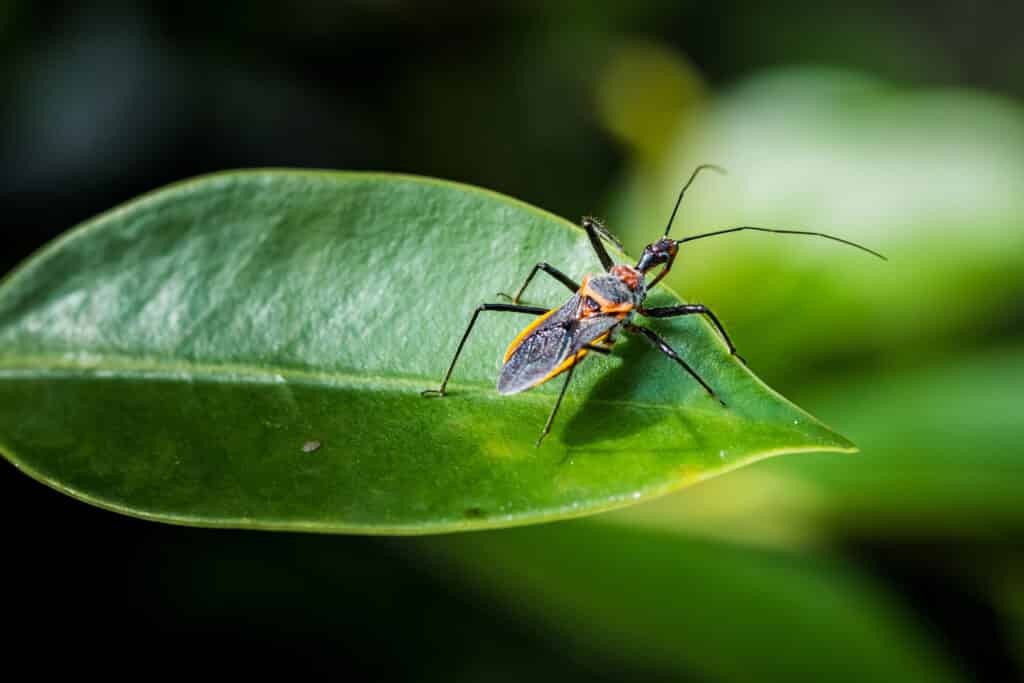 Learn All About the Predatory Assassin Bug