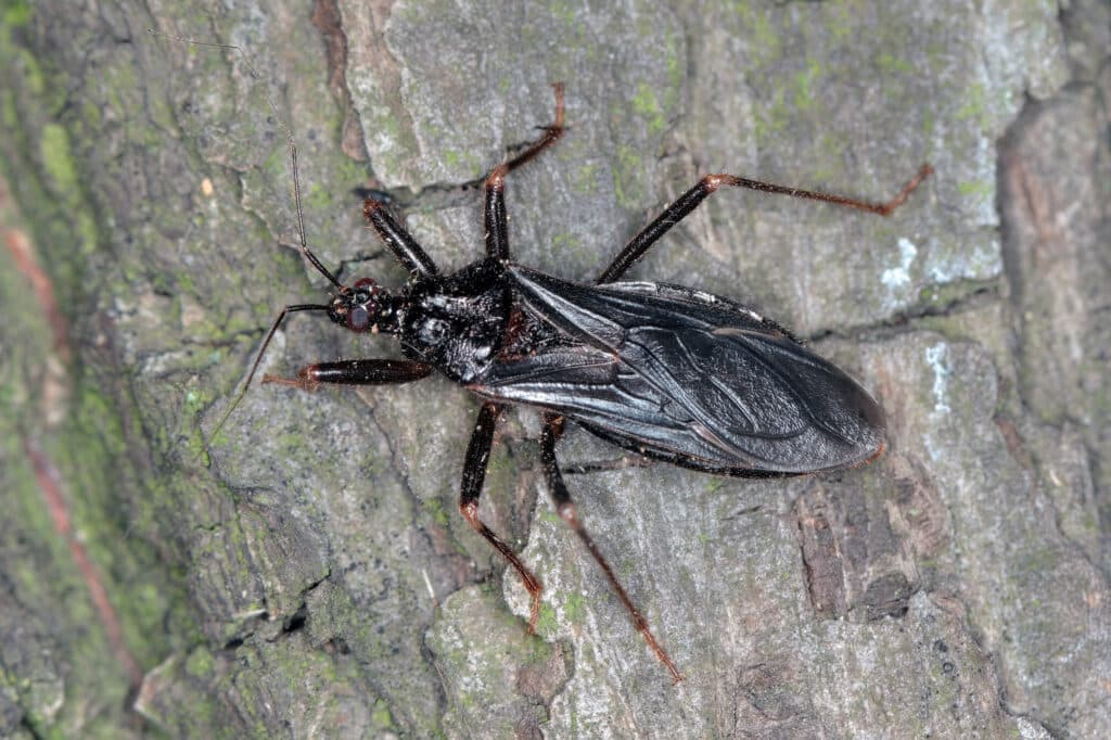 Masked hunter (Reduvius personatus)