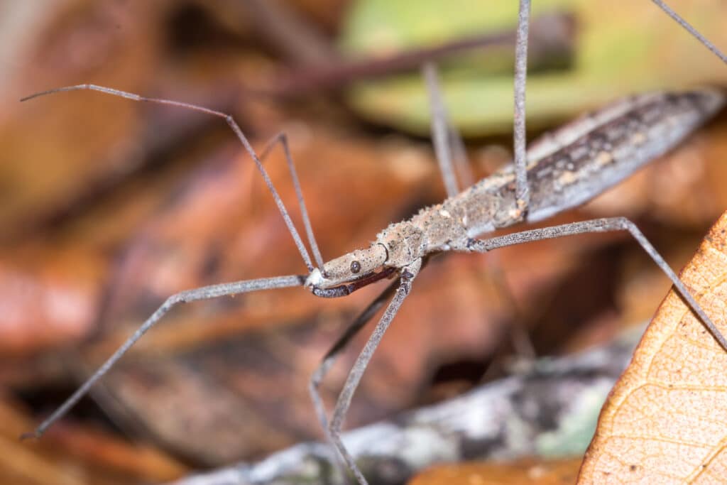Brown Assassin bug nymph (Acanthaspis obscura)