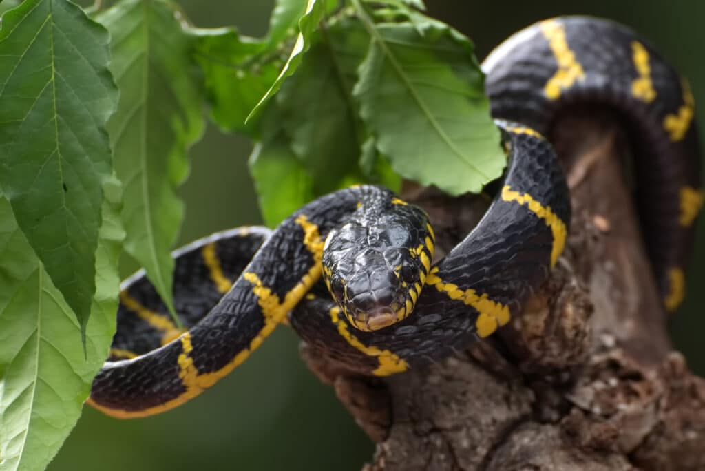 How Do Snakes Move?