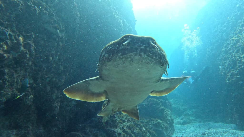 Wobbegong Shark Fact File
